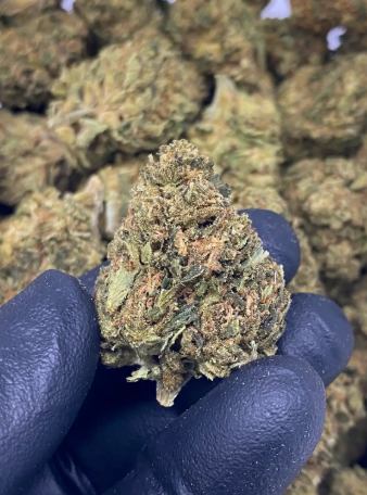 Garlic Cookies THCA Hemp Flower